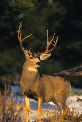 antelope deer